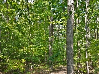 73292Le - Entering the West Ridge Trails on a lovely afternoon   Each New Day A Miracle  [  Understanding the Bible   |   Poetry   |   Story  ]- by Pete Rhebergen